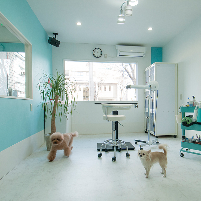 Dog Salon Mint Tea｜名古屋市港区のトリミングサロン